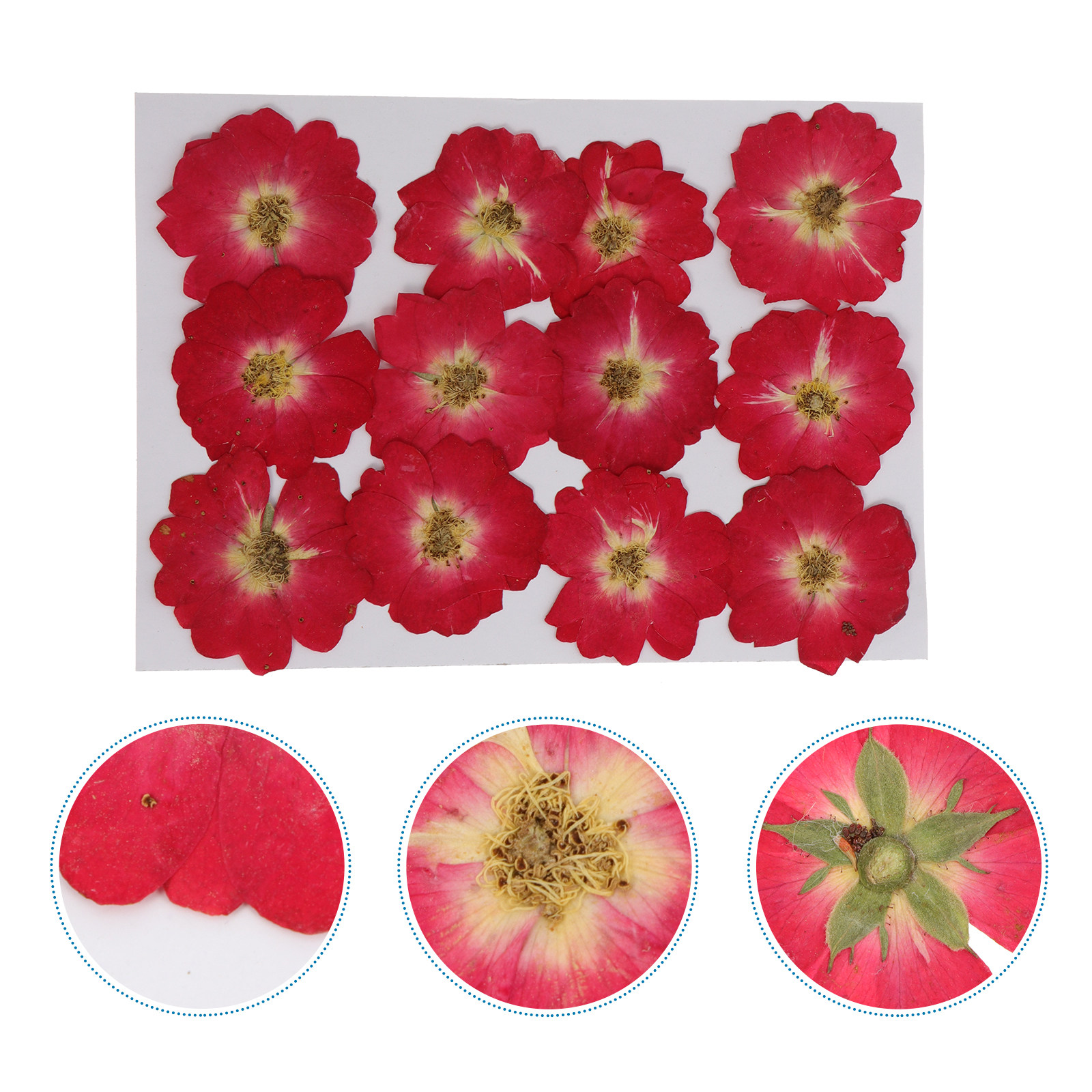 12Pcs Dried Pressed Flowers Na - Pressed Flower Art ulasan dan harga