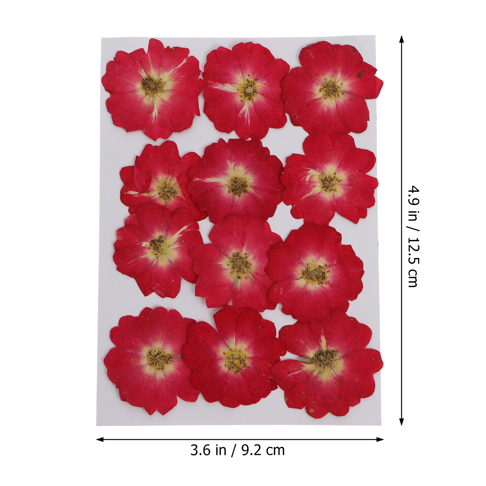 12Pcs Dried Pressed Flowers Na - Pressed Flower Art ulasan dan harga