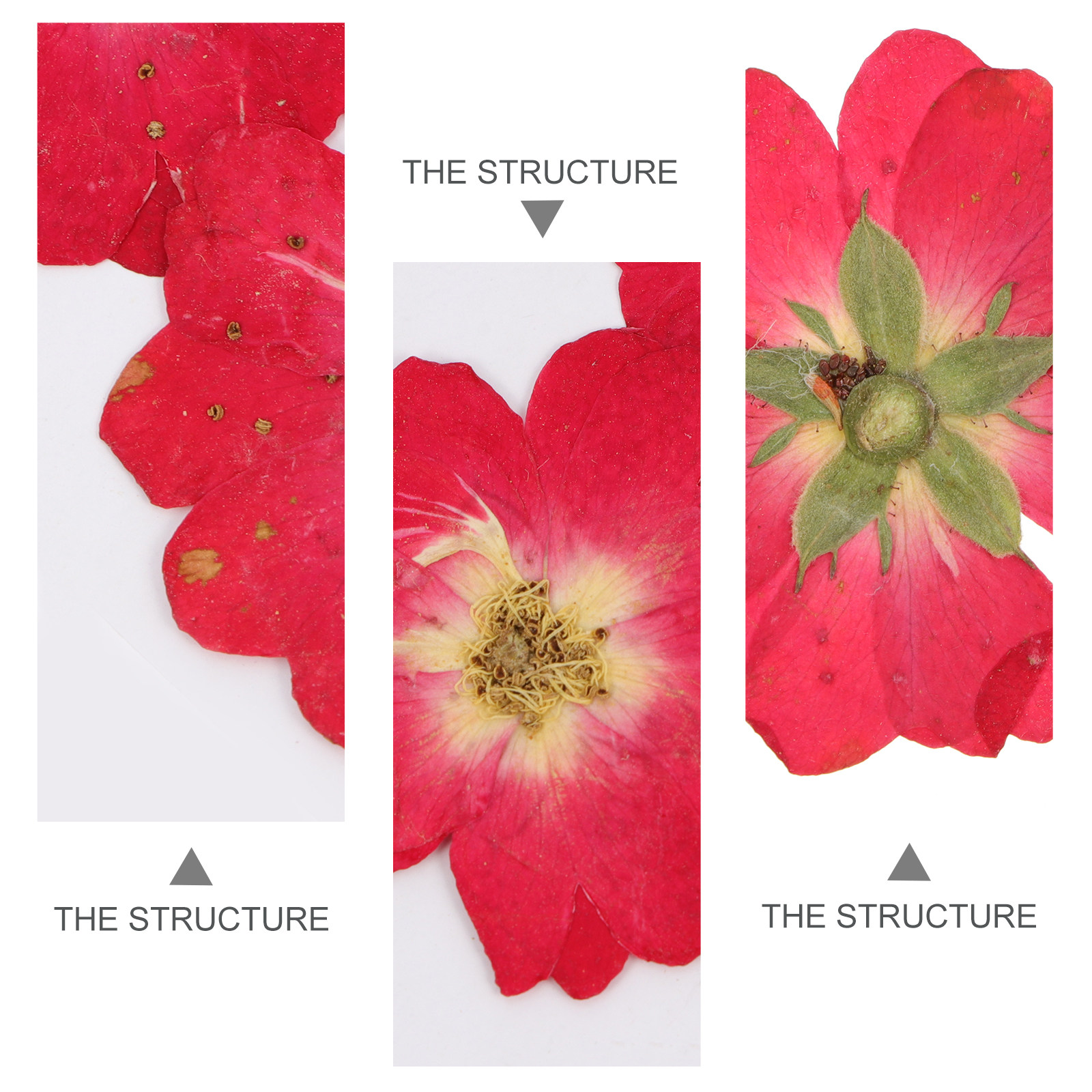 12Pcs Dried Pressed Flowers Na - Pressed Flower Art ulasan dan harga