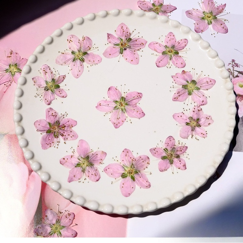 3-4cm./6pcs,Pink Peach Blossom - Dried Flower Bookmark ulasan dan harga