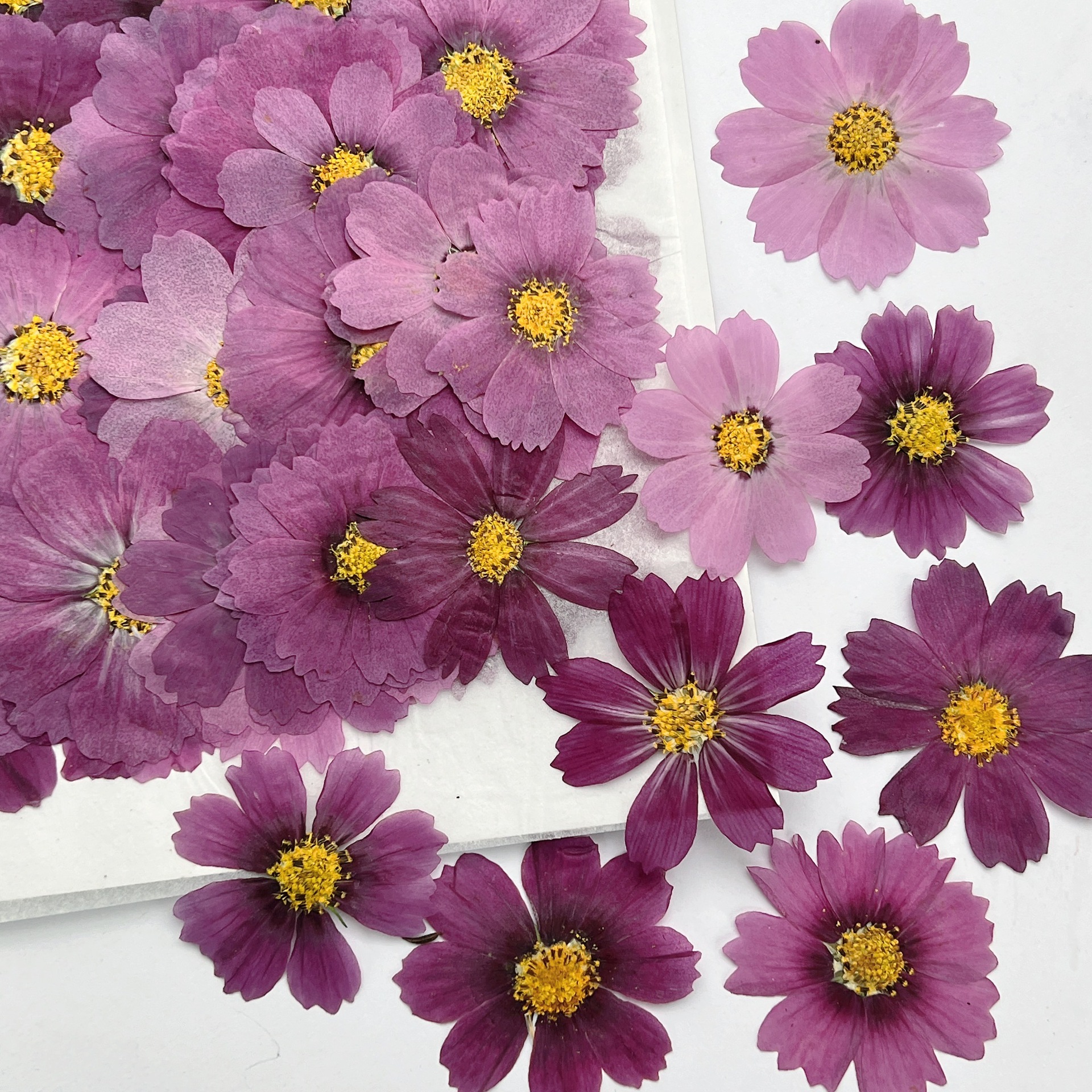 100Pcs Cosmos Dried Flower Pre - Dried Flower Bookmark ulasan dan harga