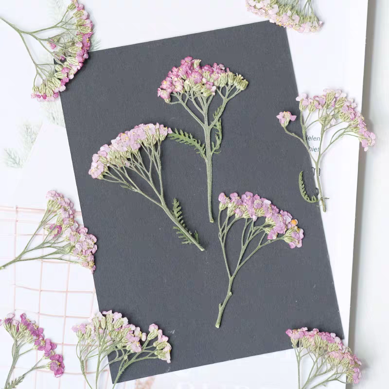 60pcs Pressed Dried Yarrow Ach - Dried Flower Bookmark ulasan dan harga