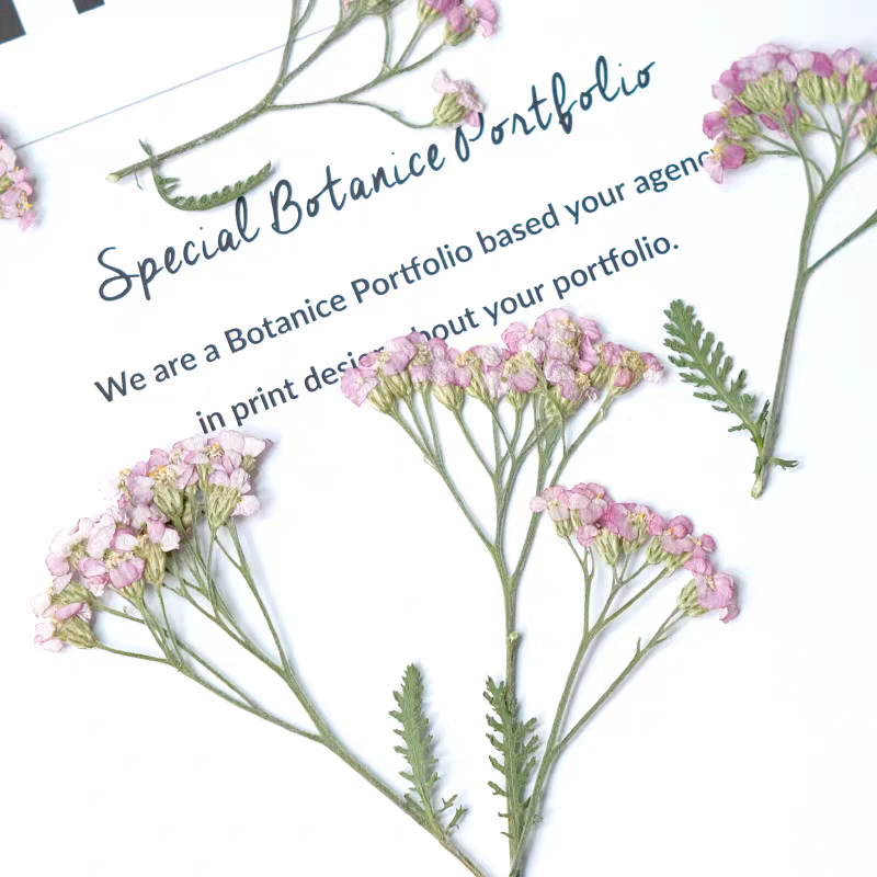 60pcs Pressed Dried Yarrow Ach - Dried Flower Bookmark ulasan dan harga