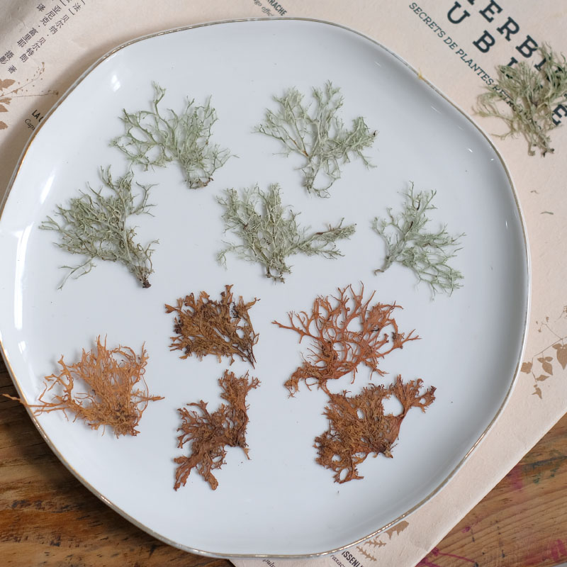 12pcs,Seaweed aquatic plants d - Dried Flower Bookmark ulasan dan harga
