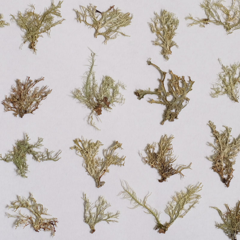 12pcs,Seaweed aquatic plants d - Dried Flower Bookmark ulasan dan harga