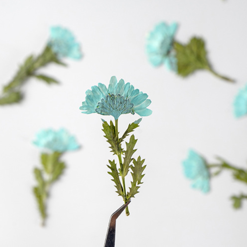 5-8cm/24pcs,Side pressed cryst - Dried Flower Bookmark ulasan dan harga